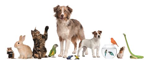 svp arizona partners   pets