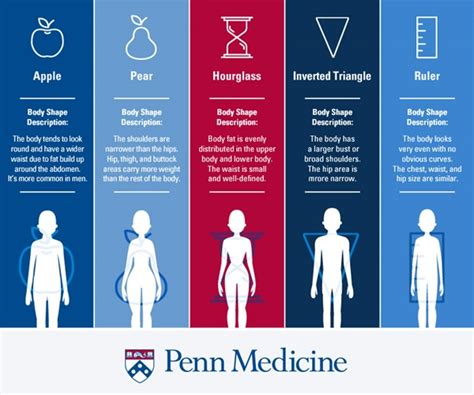 body type reveals   health penn medicine