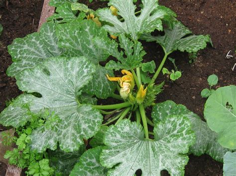 el jardin de isula plantando zapallo  calabaza