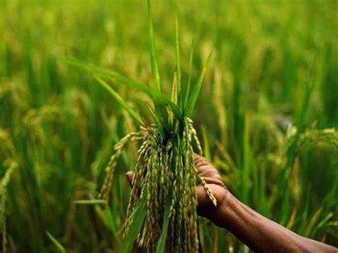 key prerequisites  indian agri economy  agri financing