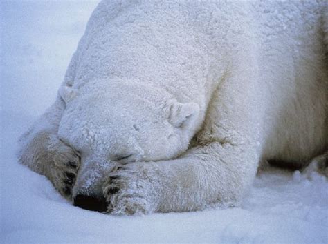 cold ice polar bear sleep snow sweet image 90659 on