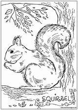 Coloring Squirrel Pages Colouring Print Animal Adults Color Animals Activityvillage Printable Camping Squirrels Adult Realistic Gray Sheets Wildlife Activity Patterns sketch template