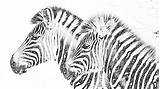 Savanna Zebras sketch template