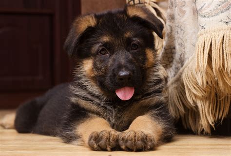 german shepherd training beginners guide  dog training secret