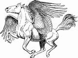 Pegasus Greek Mythology Horse Flying Transparent Drawing Vector Mythical Coloring Clip Pages Creatures Pegasos Vectors Clipart Domain Public Mythological Fantasy sketch template