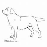 Labrador Retriever Getcolorings Scroll Twister Mister Tallennettu Täältä Slovak Cuvac sketch template