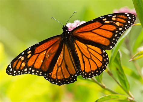 monarch butterfly  wings open flickr photo sharing