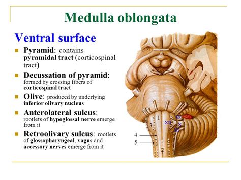 medulla oblongata function location anatomy  related condition