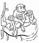 Singe Coloriage Singes Coloriages Monkeys Animaux Gorille Makalenin Momjunction Kaynağı sketch template