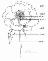 Peony Parts Flower Diagram Grade Dissection 2nd Peonies 1st Classroom Susan Carpenter First Parts3 sketch template