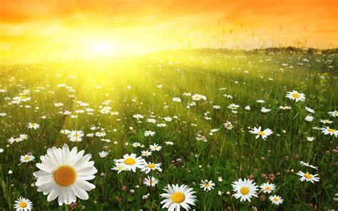 nature sun flowers daisy wallpaper   wallpaperup