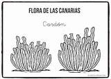 Canarias Flora Canario Cardón Dibujos Colorar sketch template