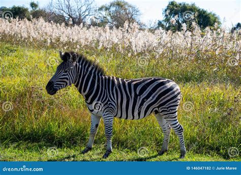 zebra   natural habitat south africa stock photo image