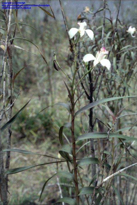 plantfiles pictures species orchid arundina bamboo orchid bird orchid grass  leaf