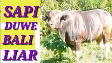 Sapi Bali Liar Wild Bali Cow Youtube