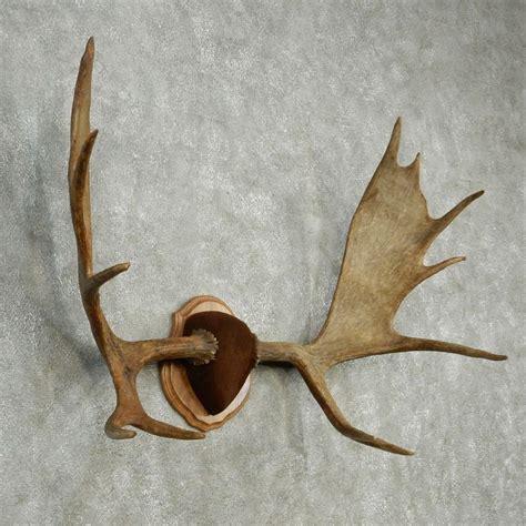 moose antlers  sale   taxidermy store
