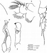 Afbeeldingsresultaten voor "pseudochirella Palliata". Grootte: 165 x 185. Bron: www.semanticscholar.org