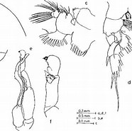 Afbeeldingsresultaten voor Pseudochirella pustulifera Familie. Grootte: 186 x 185. Bron: www.semanticscholar.org