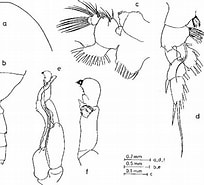 Afbeeldingsresultaten voor "pseudochirella Batillipa". Grootte: 204 x 185. Bron: www.semanticscholar.org