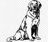 Retriever Puppy Labrador Cachorro Fennec Retriver Kleurplaat Bestcoloringpagesforkids Dogs Clipartmag Retrever  Pngocean sketch template
