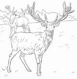 Hirsch Mule Doe Schablone Supercoloring Cervo Antlers Cervi Stampare Hirsche Designlooter sketch template