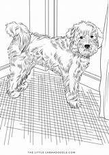 Labradoodle Coloring Pages Books Book Little sketch template