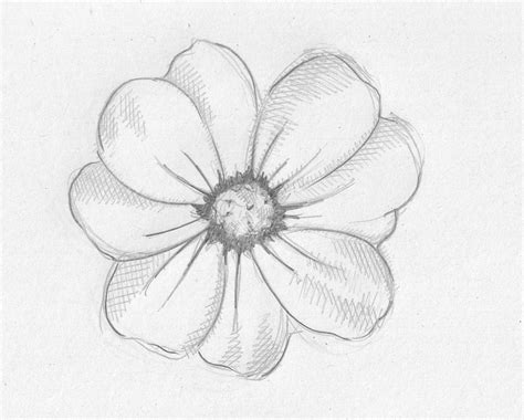 flower drawings related keywords suggestions flower drawings long