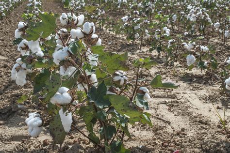 cotton plants field sunny day actagro