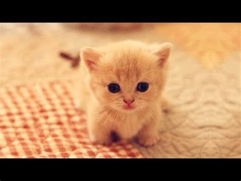cuteness kittens  puppy cute cat  dogs compilation adew pets