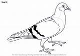 Pigeon Drawingtutorials101 sketch template