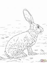 Jackrabbit Lepri Tailed Lepre Mammiferi Supercoloring Hase Hare Designlooter sketch template