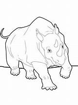 Neushoorn Rhino Valt Kleurplaten Rhinoceros Nashorn sketch template