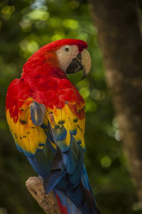 scarlet macaw  irina   px birds parrots pinterest scarlet