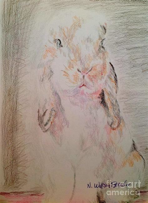 lop eared rabbit drawing   willson strader fine art america