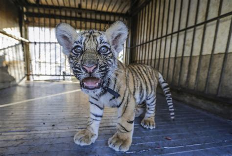 tiger cub rescued     paris apartment  drug dealer