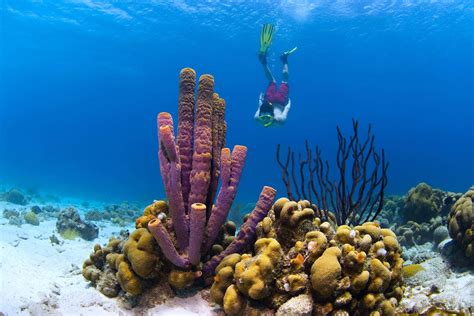hoyer onderscheiding onderzoek koraalriffen curacao lozing rioolwater afbraak aan koraal