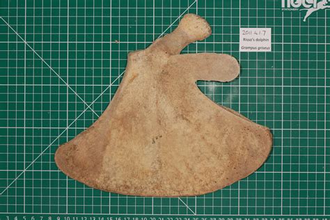 the world s most recently posted photos of scapula