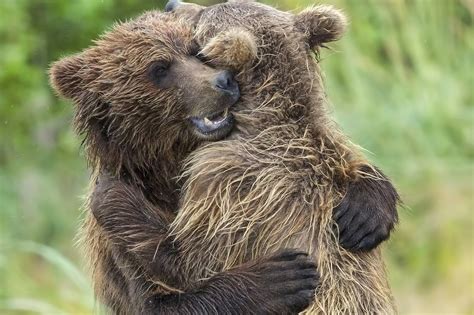 adorable bear cub siblings hug     reunited