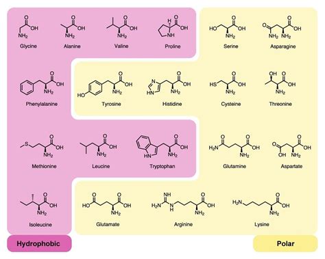 amino acids feature chemistry world
