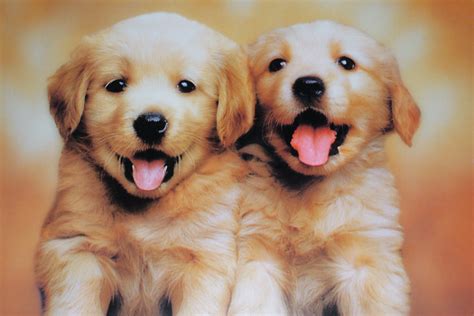 cutest puppies    puppies    photo  flickr