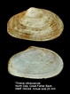 Image result for "thracia Villosiuscula". Size: 79 x 106. Source: www.marinespecies.org
