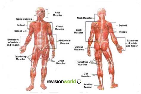 muscles revision world