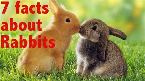 facts  rabbits youtube
