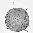 Afbeeldingsresultaten voor "acrosphaera Spinosa". Grootte: 105 x 105. Bron: www.mikrotax.org