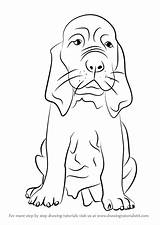 Bloodhound Draw Drawingtutorials101 Dalmatian Getdrawings sketch template