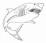 Shark Coloring Pages Great Kids Printable Drawing Open Mouth Color Megalodon Print Mako Sheets Bull Sharks Leopard Getcolorings Getdrawings Book sketch template