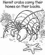 Crab Coloring Pages Hermit Eric Carle Printable Grade 5th Kids House Drawing Color Crabs Sheets Colouring Georgia Starfish Bulldogs Ocean sketch template