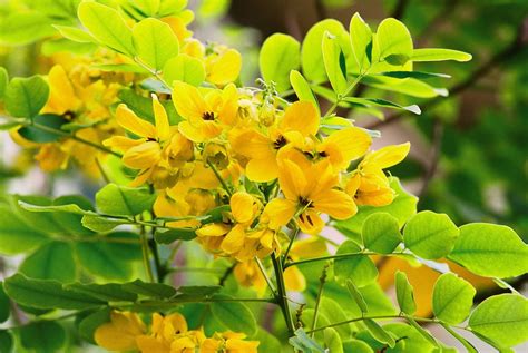 Cassia Alata Flowering Plants And Pictures