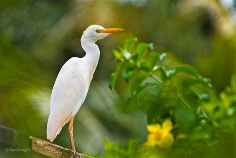 egrets big white birds   white lies