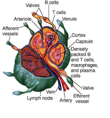 node tabers medical dictionary